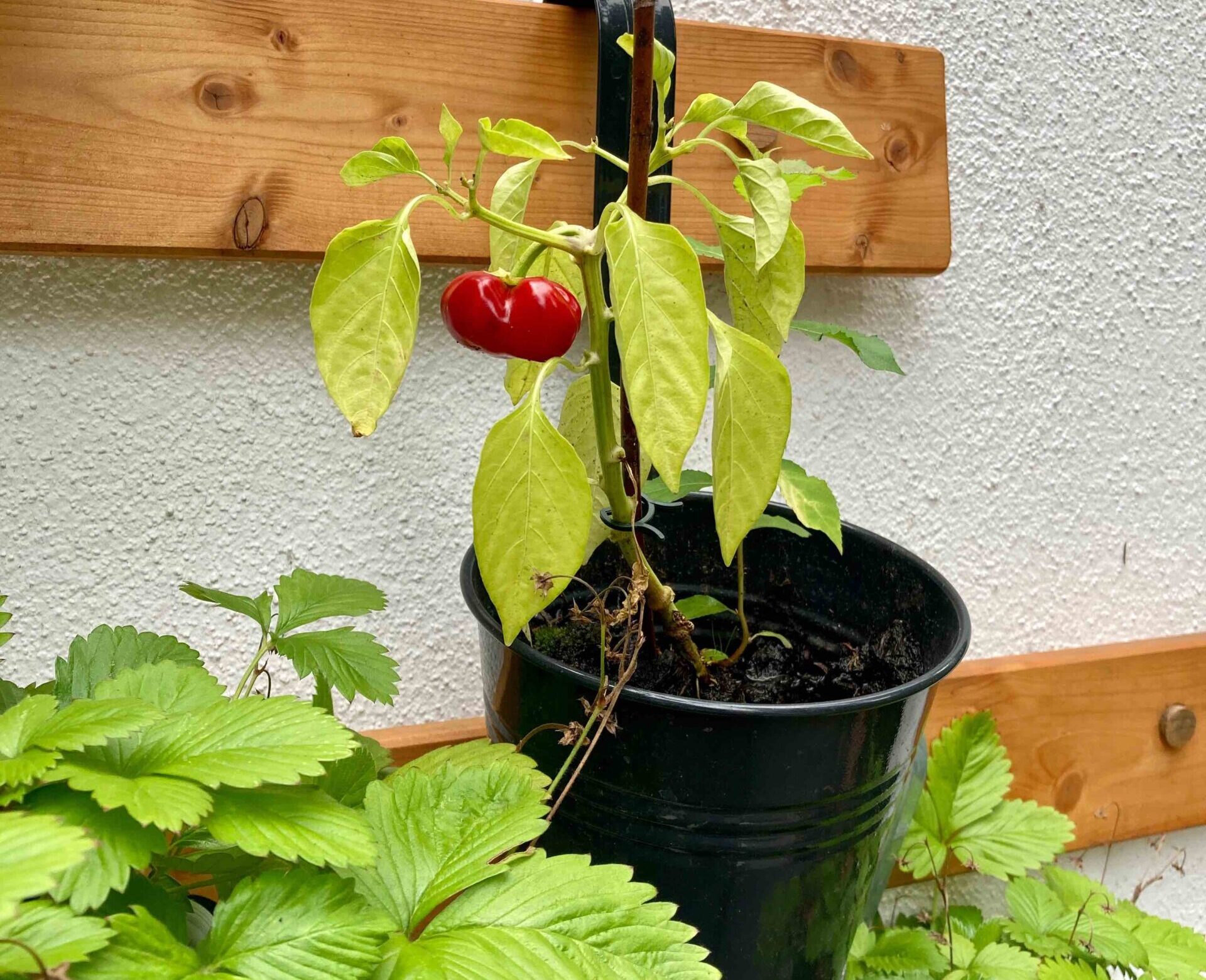 Garten Pflanzen Tomate