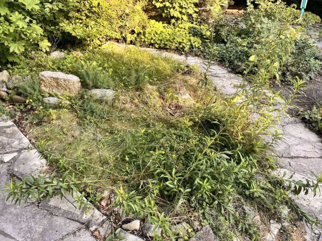 Der Garten zu beginn, vor dem Gartenplan