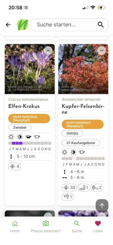 Screenshot der NaturDB App mit Detailansicht von Elfen-Krokus und Kupfer-Felsenbirne inklusive Blühzeit und Insektenwert
