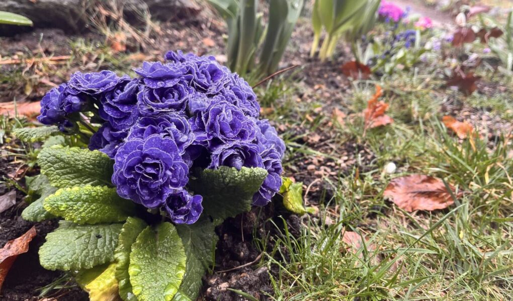 Erste Blüte im winterlichen Garten – Gärtnern und Bibelverse neu entdecken