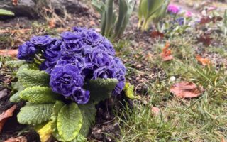 Erste Blüte im winterlichen Garten – Gärtnern und Bibelverse neu entdecken