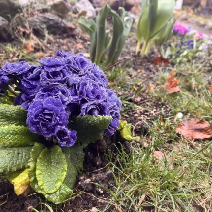 Erste Blüte im winterlichen Garten – Gärtnern und Bibelverse neu entdecken
