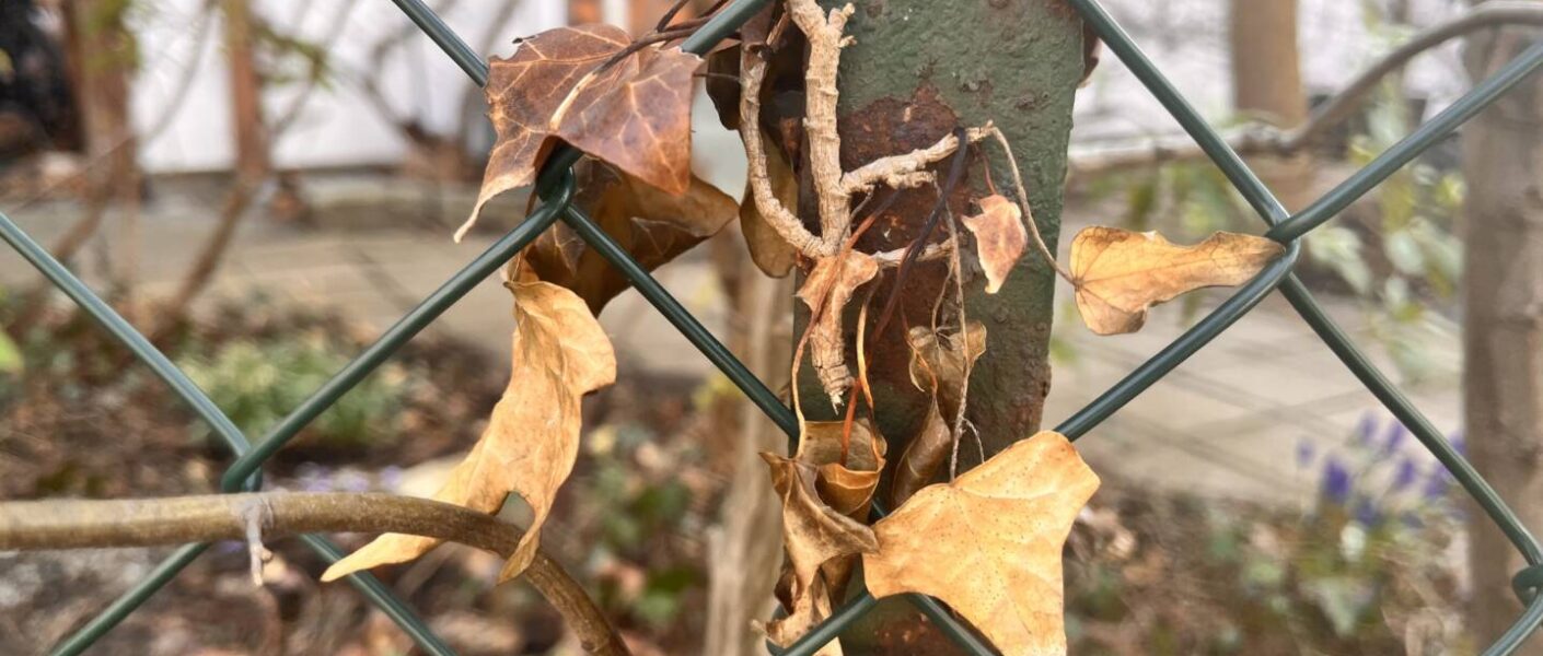 Vertrockneter Efeu in der Hecke – Johannes 15,5 Weinstock und Reben