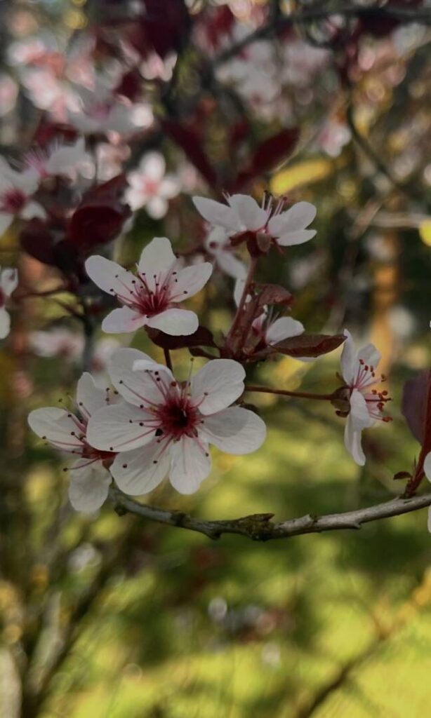 Kirschblüten im Frühling – Hoffnung und neues Leben nach der Trauer
