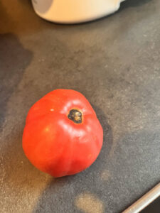 Tomate mit Blütendfeule